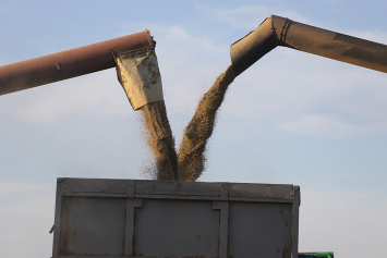 35 центнеров с гектара и более 7 тысяч тонн зерна: в «Щаврах-агро» Крупского района завершили уборку зерновых