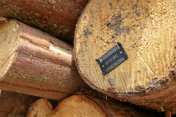 Обновленные правила реализации древесины в первую очередь упростят механизм ее получения для физлиц