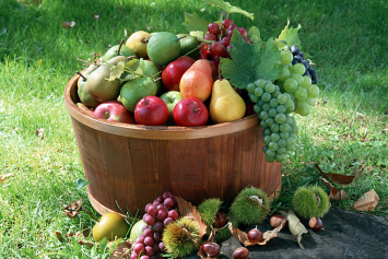 Когда надо снимать осенние плоды и как правильно хранить урожай