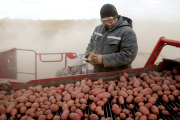 Гречка будет своя, картофель фри уйдет на экспорт: как идут полевые работы