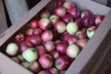 Заготовители принимают у населения фрукты, овощи и дикоросы: сколько можно заработать на яблоках и клюкве