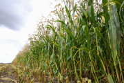 Желтая кукуруза: для зерна не страшно, для силоса опасно