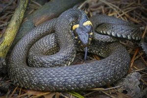 Как отличить ядовитую змею от безобидной? Ответил биолог