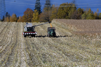 В Беларуси кукурузу на зерно убрали с 81 процента площадей