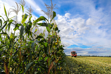 В Беларуси убрано 85 процентов кукурузы на зерно