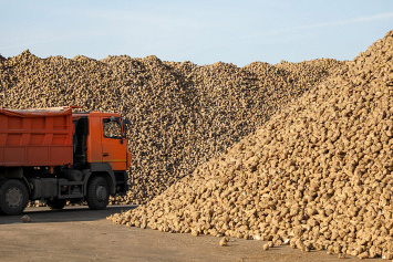 Сахарную свеклу полностью убрали в четырех областях Беларуси