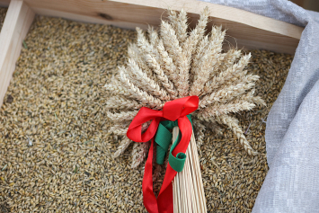 В Беларуси намолочено 10,5 миллиона тонн зерна  