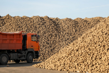 В Беларуси завершилась уборка сахарной свеклы – урожай составил 4 млн 275 тыс. тонн