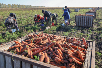 В сельхозорганизациях Беларуси завершилась уборка овощей
