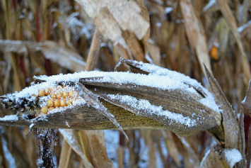 Как идет уборка кукурузы на зерно по снегу и в чем особенность этой работы