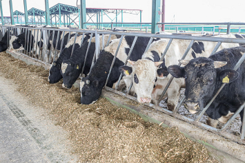 Как поднять эффективность производства говядины? Разбираемся с экспертами