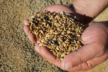 В Беларуси намолочено около 10,6 миллиона тонн зерна