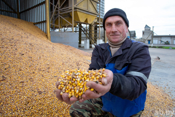 В Беларуси осталось убрать менее 3 тысяч гектаров кукурузы на зерно
