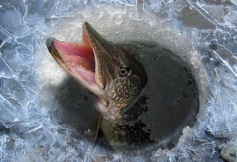 Будут ли массовые заморы в этом году и как помочь рыбе пережить зиму