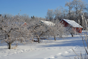 То мороз, то оттепель: как сохранить плодовые культуры в состоянии зимнего покоя