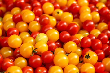 Агроном: цветные помидоры не менее полезны, чем красные
