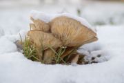 Собираем грибы зимой