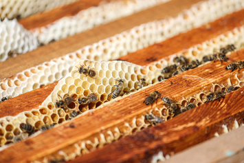 Эксперт рассказал об особом нраве пчел и перспективных направлениях развития успешного бизнеса на пасеке