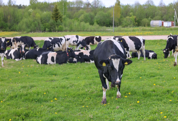 В Беларуси на летне-пастбищный период перевели 35 процентов от общей численности коров