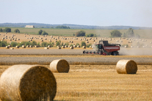 Три области в Беларуси намолотили свыше миллиона тонн зерна и маслосемян рапса