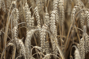 В Канаде из-за засушливого лета урожай пшеницы будет меньше на 14%, чем в прошлом году