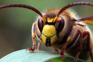 Почему нас атакуют осы и шершни