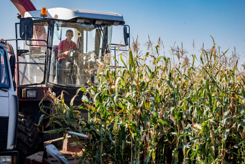  В сельхозпредприятии «Калининский» Добрушского района заготавливают кукурузу на силос и сеют озимые