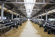 Первый заместитель председателя Гродненского облсельхозпрода Игорь СОРОКИН: «В среднем более семи тысяч килограммов молока от коровы в год — наш рубеж»