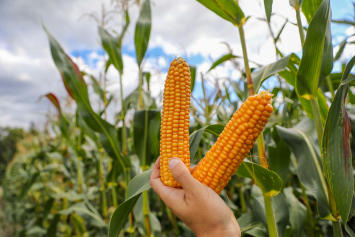 Свыше 1,2 миллиона банок консервированной кукурузы — на внутренний рынок и на экспорт
