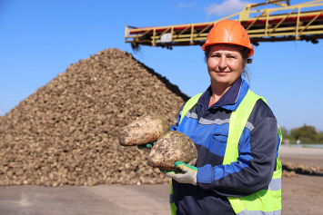 Переработать 10 тысяч тонн сахарной свеклы в сутки — для Жабинковского сахарного завода задача выполнима