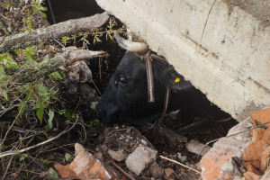 В Круглянском районе корова провалилась в погреб, ее достали спасатели