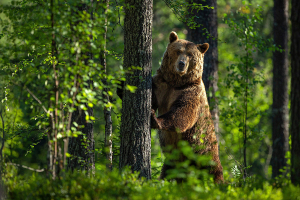 Насколько опасно соседство с медвежьими тропами для жителей отдаленных лесных деревень