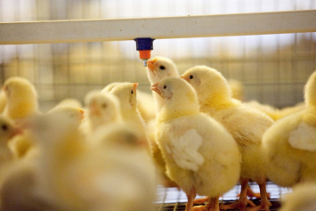 Президент поручил создать селекционно-генетический центр в птицеводстве, что позволит уйти от импорта