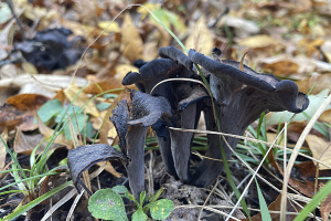 Черные лисички, кораллы и пальцы дьявола — какие редкие грибы находят в Беларуси и съедобны ли они