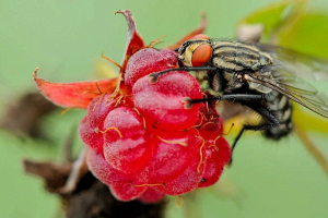 У малины есть персональные вредители — малинный жук, малинная муха и стеблевая галлица. Как с ними бороться?