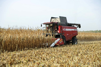 С учетом кукурузы валовой сбор зерна в Брестской области достигнет 1,7 миллиона тонн