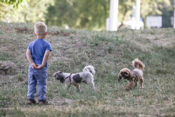 Может ли ребенок самостоятельно выгуливать собаку 