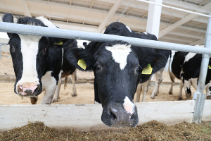 Плюс 12 тонн молока в сутки – ферму в Мозырском районе превратили в современный комплекс