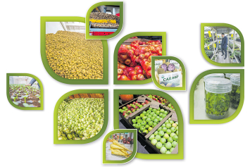 Белорусской плодово-овощной продукции на внутреннем рынке хватит с лихвой, излишки идут на экспорт