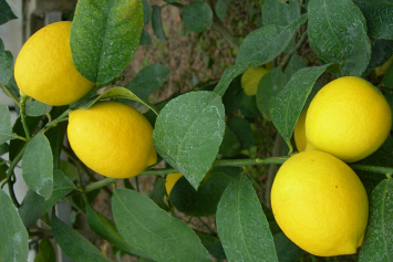 Лимонарий — бренд ботанического сада НАН. Единственная оранжерея плодовых цитрусовых культур в Беларуси