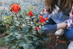 Знаете ли вы, как правильно подготовить розы к зимним испытаниям?