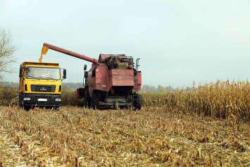 В Беларуси убрано 92 процента кукурузы на зерно 