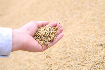 В Беларуси намолочено свыше 9,3 млн тонн зерна с учетом рапса