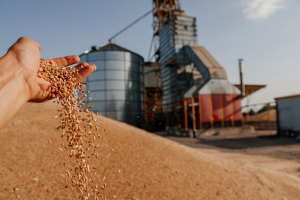 В Беларуси намолочено более 9,3 миллиона тонн зерна, включая рапс 