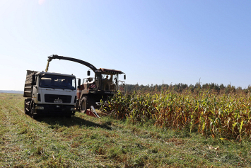 На силос и зеленый корм в Могилевской области осталось убрать менее четырех процентов посевов кукурузы