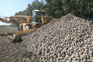 В Беларуси накопано более 4,5 миллиона тонн сахарной свеклы