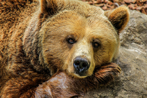 В Якутии медведь напал на двоих мужчин – они в больнице