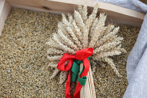 В Беларуси намолочено более 9,4 миллиона тонн зерна, включая рапс  
