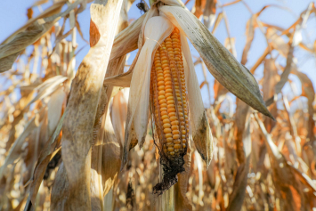 Белорусские аграрии намолотили более 2 миллионов тонн кукурузы