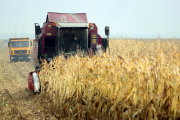Заместитель министра Владимир Гракун: «Ряд районов и хозяйств получили урожай выше европейского уровня»